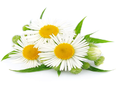 روغن بابونه